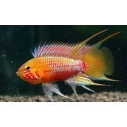 APISTOGRAMMA HONGSLOI III SUPER RED