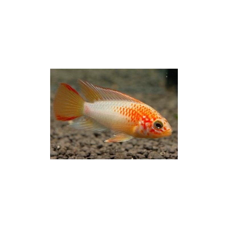 APISTOGRAMMA MACMASTERI GOLD RED MASK