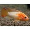 APISTOGRAMMA MACMASTERI GOLD RED MASK