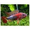 APISTOGRAMMA MACMASTERI RED MASK