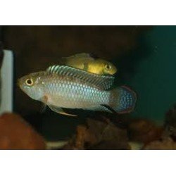 APISTOGRAMMA MATSES AFF.NIJSSENI