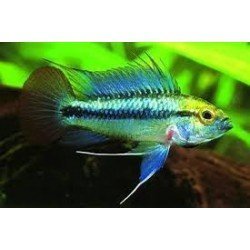 APISTOGRAMMA TRIFASCIATA