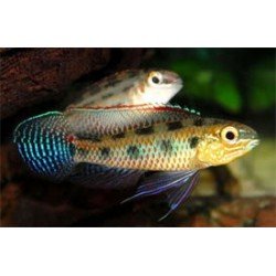 DICROSSUS MACULATUS