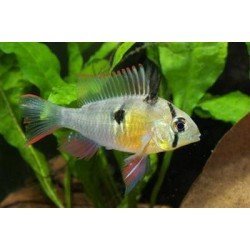 MIKROGEOPHAGUS ALTISPINOSUS