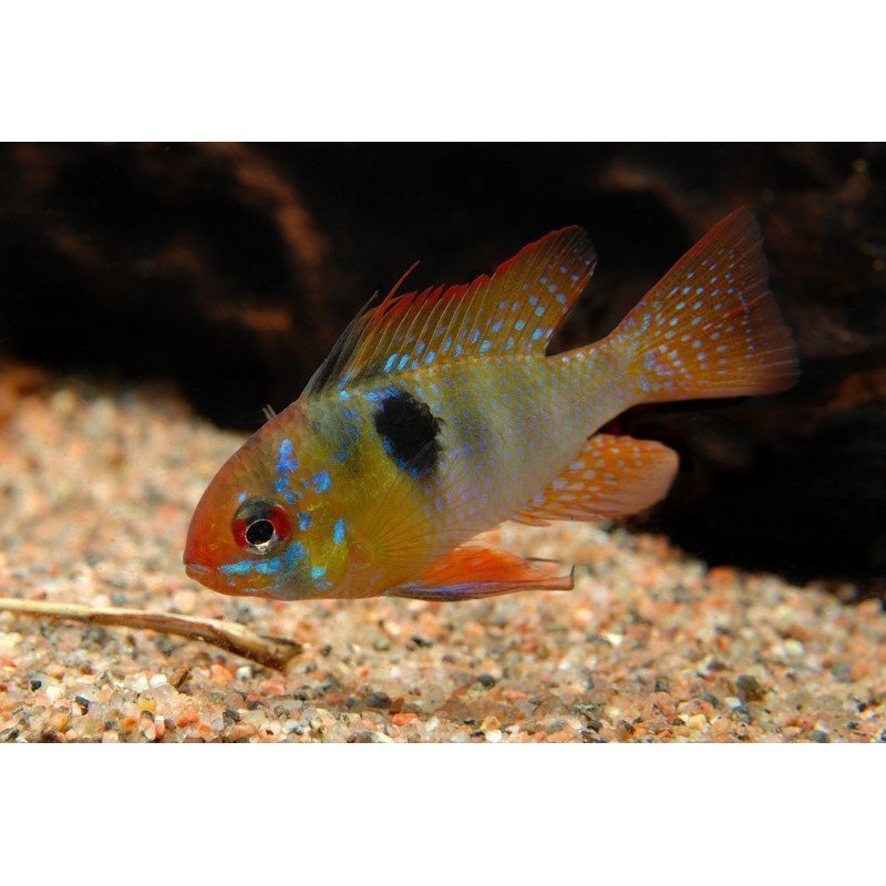 MIKROGEOPHAGUS RAMIREZI ASIAT FORM