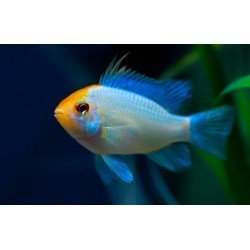 MIKROGEOPHAGUS RAMIREZI ELECTRIC BLUE