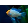 MIKROGEOPHAGUS RAMIREZI ELECTRIC BLUE