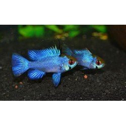 MIKROGEOPHAGUS RAMIREZI ELECTRIC BLUE