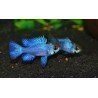 MIKROGEOPHAGUS RAMIREZI ELECTRIC BLUE