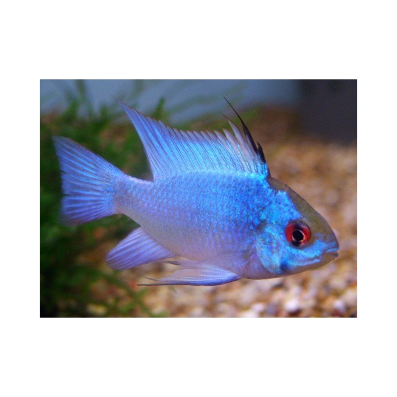 MIKROGEOPHAGUS RAMIREZI ELECTRIC BLUE