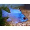 MIKROGEOPHAGUS RAMIREZI ELECTRIC BLUE