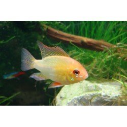 MIKROGEOPHAGUS RAMIREZI GOLD