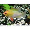 MIKROGEOPHAGUS RAMIREZI GOLD