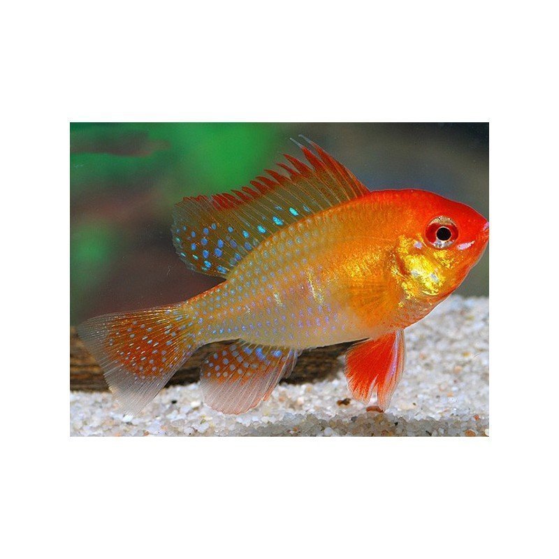 MIKROGEOPHAGUS RAMIREZI RED GOLD