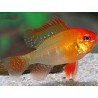 MIKROGEOPHAGUS RAMIREZI RED GOLD