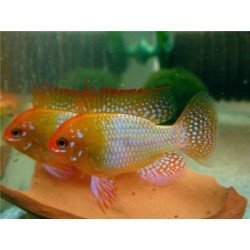 MIKROGEOPHAGUS RAMIREZI RED GOLD