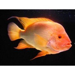 CICHLASOMA/AMPHILOPHUS CITRINELLUS