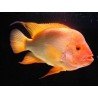CICHLASOMA/AMPHILOPHUS CITRINELLUS