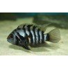 CICHLASOMA/ARCHOCENTRUS NIGROFASCIATUS