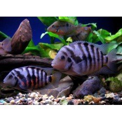 CICHLASOMA/ARCHOCENTRUS NIGROFASCIATUS