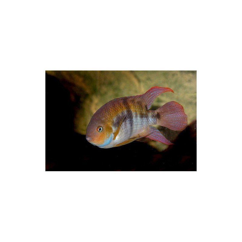 CICHLASOMA/ARCHOCENTRUS SAJICA