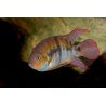 CICHLASOMA/ARCHOCENTRUS SAJICA
