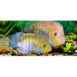 CICHLASOMA/ARCHOCENTRUS SAJICA
