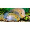 CICHLASOMA/ARCHOCENTRUS SAJICA