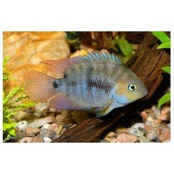 CICHLASOMA/ARCHOCENTRUS SAJICA