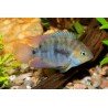 CICHLASOMA/ARCHOCENTRUS SAJICA