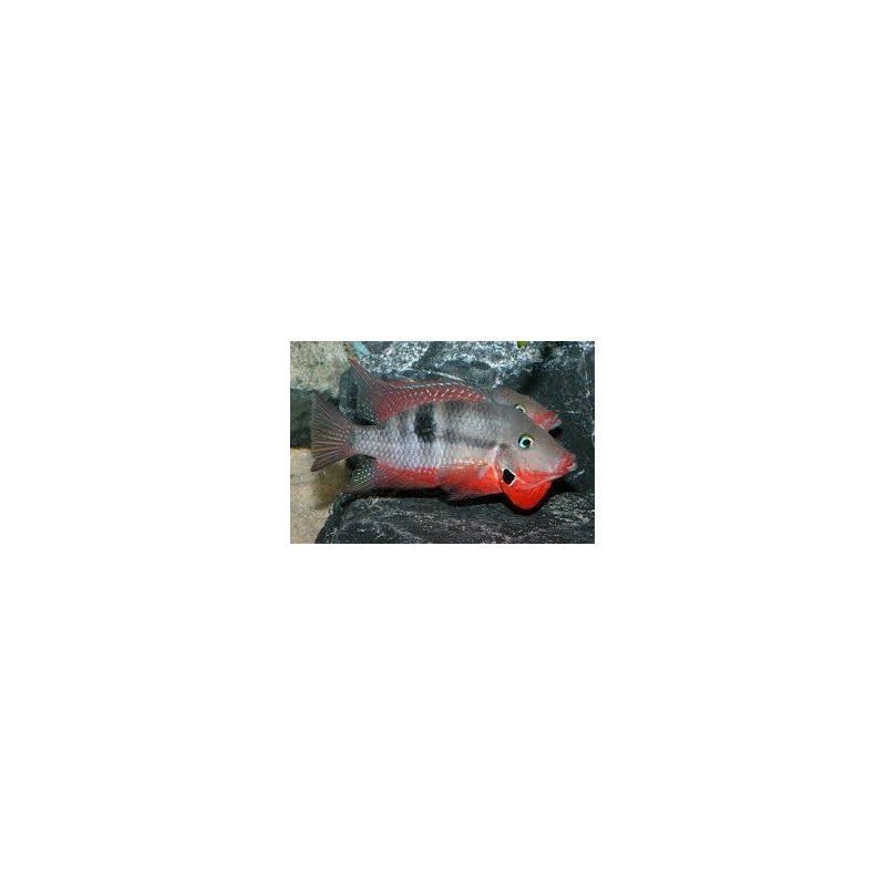 CICHLASOMA/THORICHTHYS MEEKI