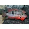 CICHLASOMA/THORICHTHYS MEEKI