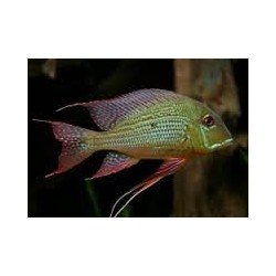 GEOPHAGUS ALTIFRONS "TROMTEBAS"