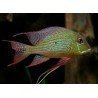 GEOPHAGUS ALTIFRONS "TROMTEBAS"