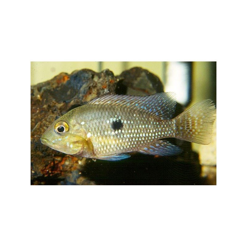 GEOPHAGUS BRASILIENSIS