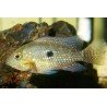 GEOPHAGUS BRASILIENSIS
