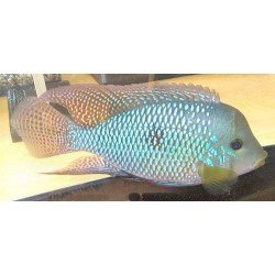 GEOPHAGUS BRASILIENSIS