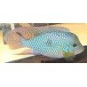 GEOPHAGUS BRASILIENSIS