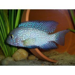 GEOPHAGUS BRASILIENSIS