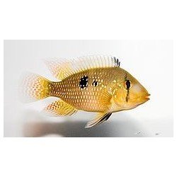 GEOPHAGUS BRASILIENSIS