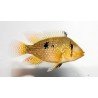 GEOPHAGUS BRASILIENSIS