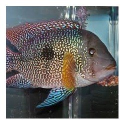 GEOPHAGUS BRASILIENSIS RED