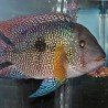 GEOPHAGUS BRASILIENSIS RED