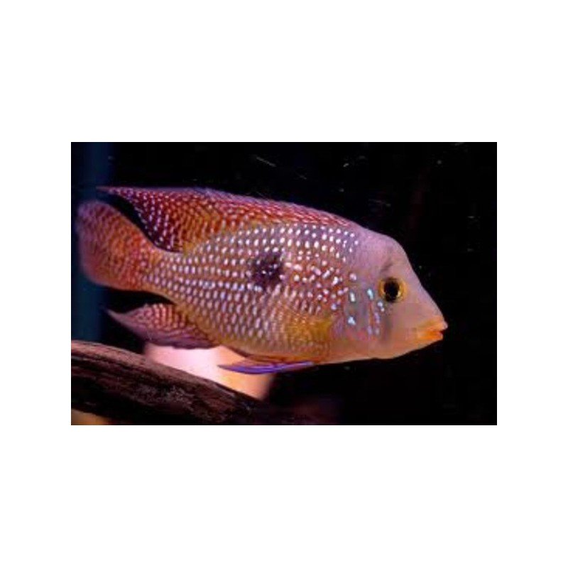 GEOPHAGUS BRASILIENSIS RED