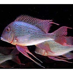 GEOPHAGUS SURINAMENSIS