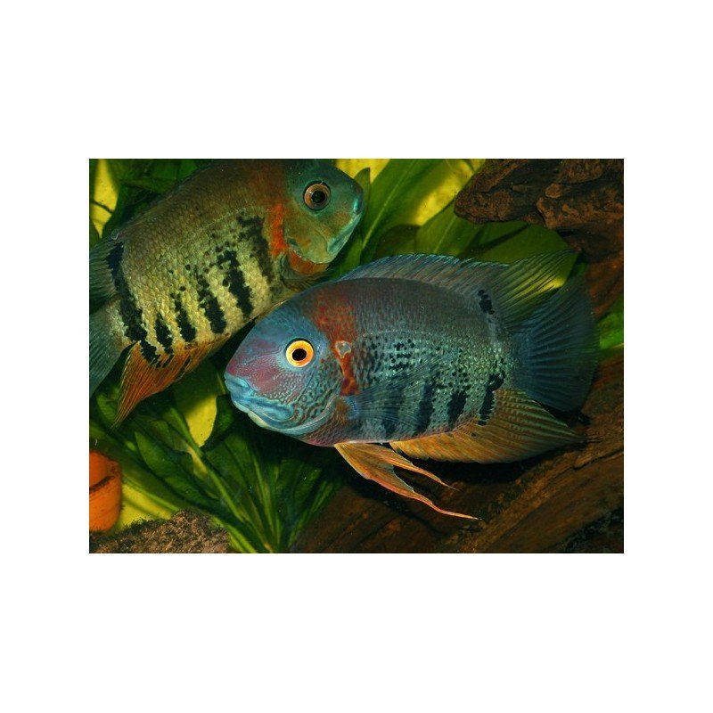 HEROS EFASCIATUS ROTKEIL