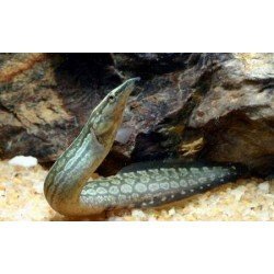 MASTACEMBELUS ARMATUS