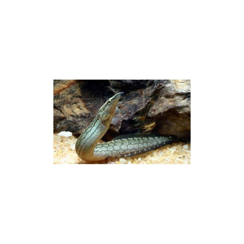 MASTACEMBELUS ARMATUS