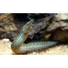 MASTACEMBELUS ARMATUS
