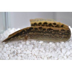 MASTACEMBELUS ARMATUS